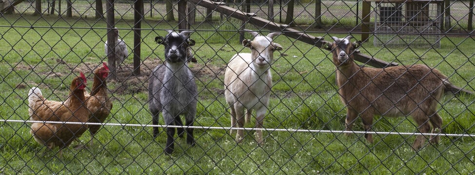 afrastering geiten - advies welkoop
